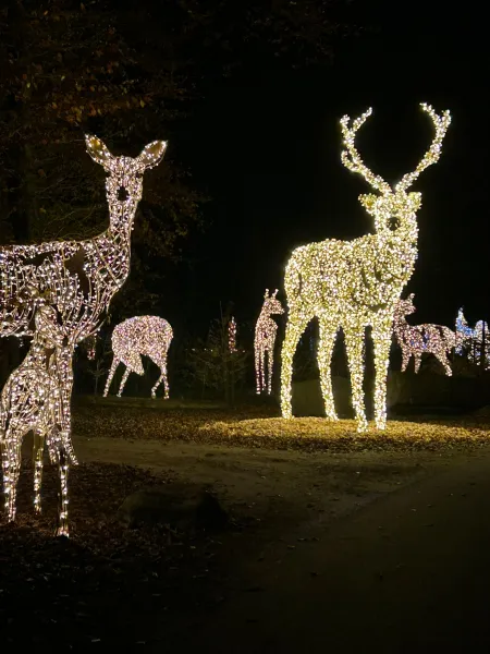 LUMAGICA 2025 im Wildpark Schwarze Berge