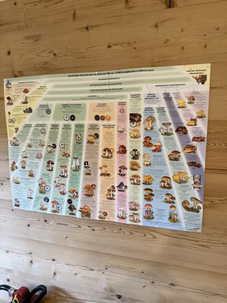 Pilzkunde im Wildpark Schwarze Berge – Entdecke die Welt der Pilze