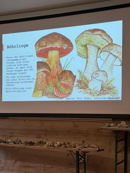 Pilzkunde im Wildpark Schwarze Berge – Entdecke die Welt der Pilze